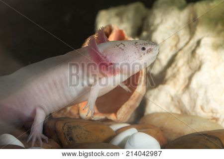 portrait of an axolotl in an aquarium closeup