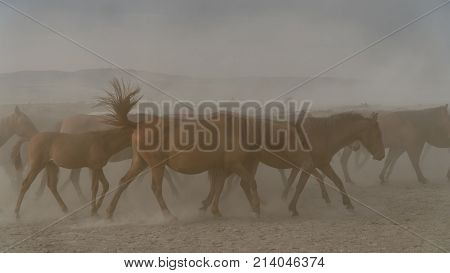 Kayseri Turkey August 2017: Horses running gallop in group in dust