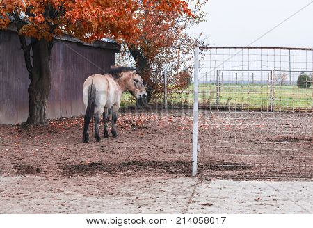 Pony On The Pasture On The Farm.
