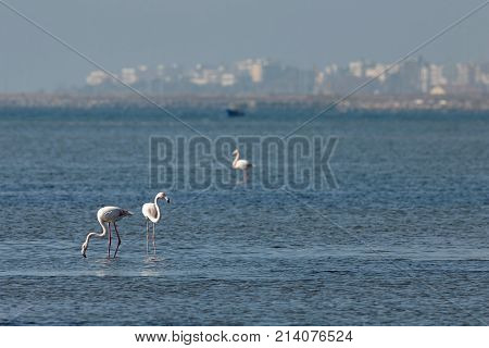 View of pink flamingos birds in Evros Greece.