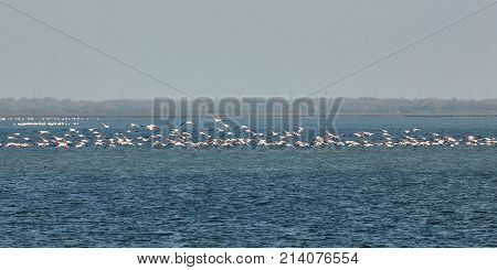 View of pink flamingos birds in Evros river Greece.