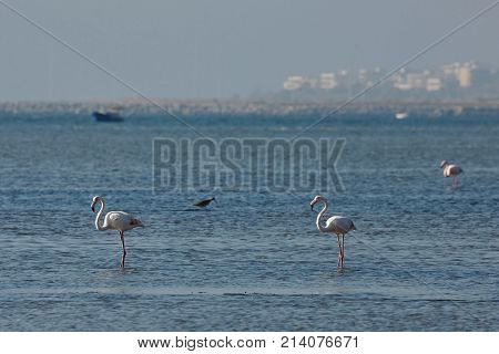 View of pink flamingos birds in Evros Greece.