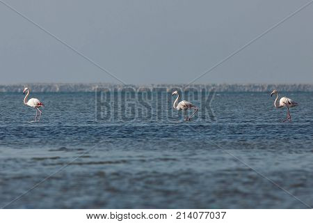 View of pink flamingos in Evros Greece.