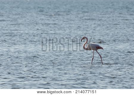 View of pink flamingo bird in Evros Greece.