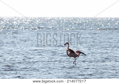 View of pink flamingo bird in Evros Greece.