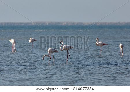 View of pink flamingos in Evros Greece.