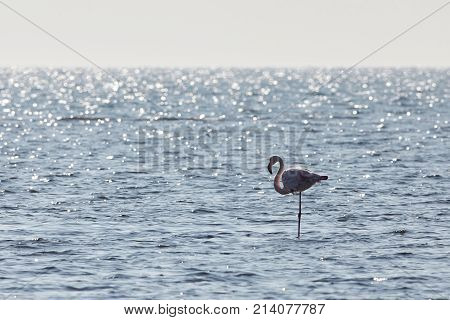 View of pink flamingo bird in Evros Greece.