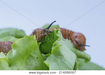 snail with lettuce leaf