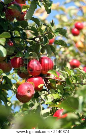 Manzanas rojas