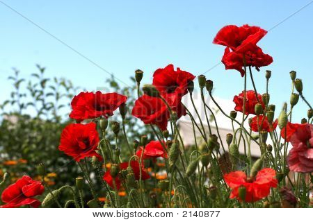Coquelicots sauvages