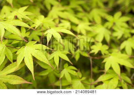 Green maple leaves(Acer palmatum var. amoenum) and leaf blurs