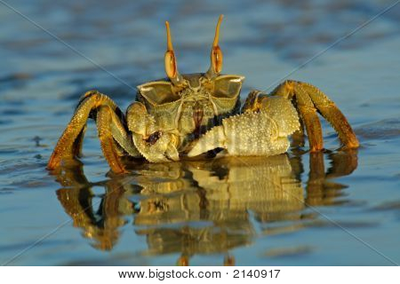 Duch krab