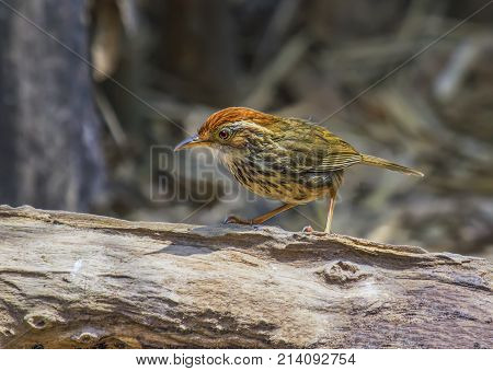 Puff-throated Babbler Pellorneum ruficeps Cute Birds of Thailand