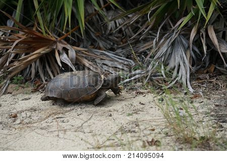 Tortoise Walking On The Sand On A Beach