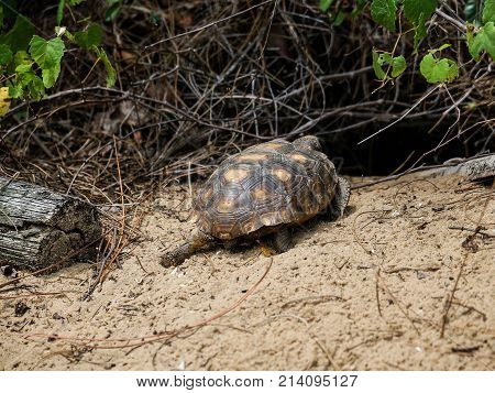 Tortoise Walking On The Sand On A Beach