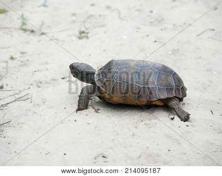 Tortoise Walking On The Sand On A Beach