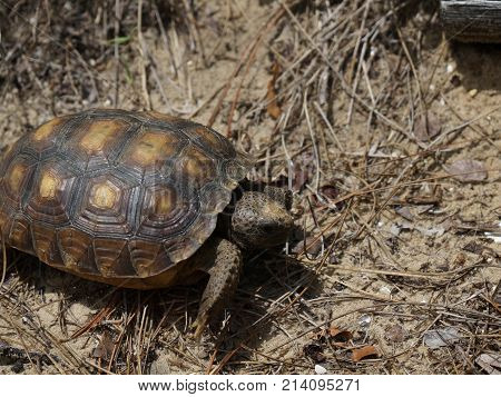 Tortoise Walking On The Sand On A Beach