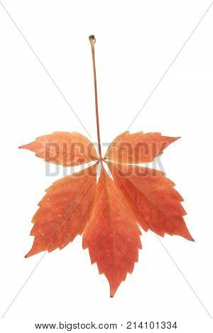 Autumn Leaves Of Grapes Isolated On White Background