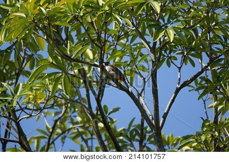 Red Whiskered Bulbul Bird On Tree
