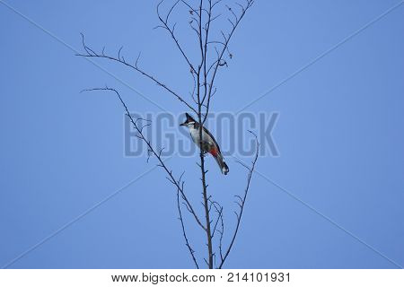 Red Whiskered Bulbul Bird On Tree