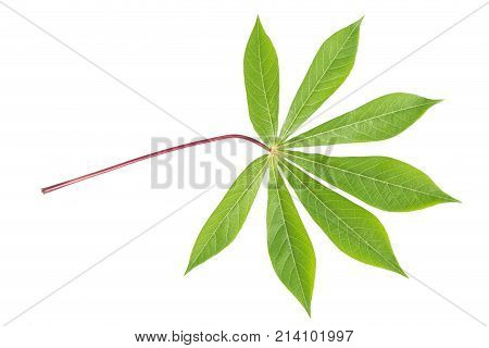 Casava leaf isolated on white background., clipping path included