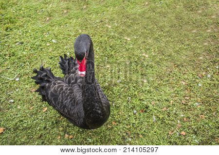 Black Swan On The Grass.