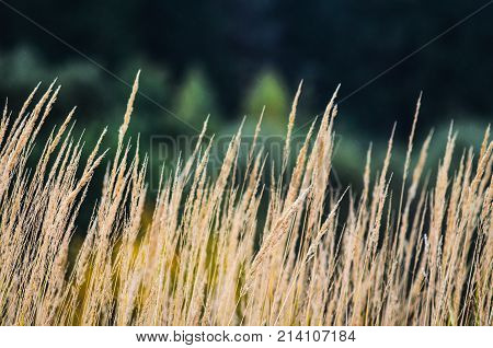 Autumn Landscape Background
