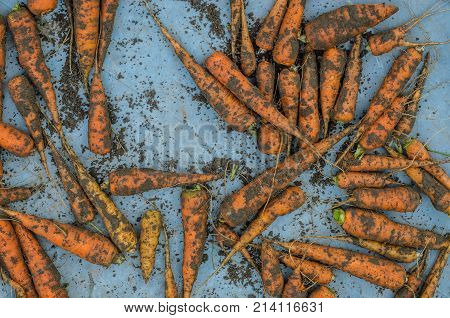 Dirty Organic Orange Carrots Closeup