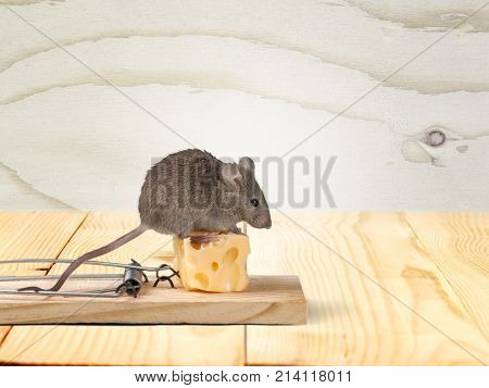 Mouse cheese trap close up background nobody isolated