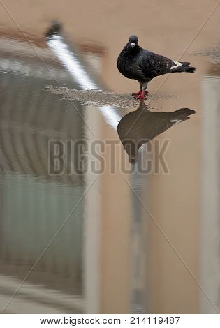 A pigeon is standing in the middle of a puddle after the rain. He is looking at his own reflection in water. City streets after the rain.