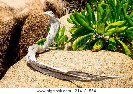 Dry branch with the shape of a snake