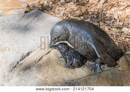 Sydney Australia - March 26 2017: Closeup of small image artwork Little Penguin on a rock near Shelly Beach in Manly.