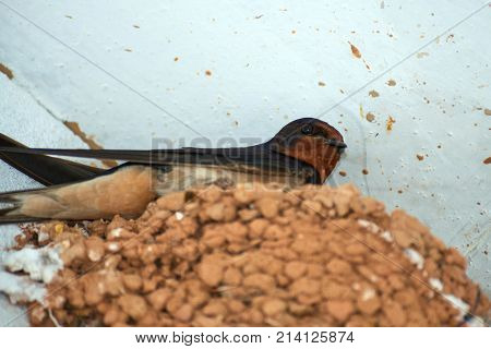 Nest of swallows.
The swallows and martins, or Hirundinidae, are a family of passerine birds found around the world on all continents except Antarctica.