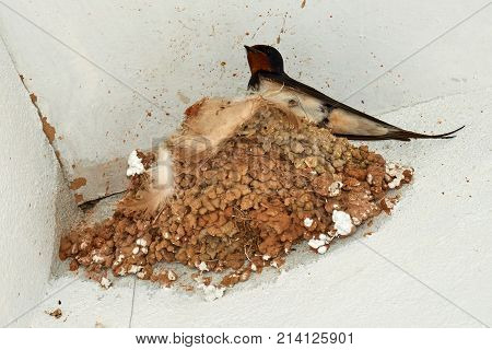 Nest of swallows.
The swallows and martins, or Hirundinidae, are a family of passerine birds found around the world on all continents except Antarctica.