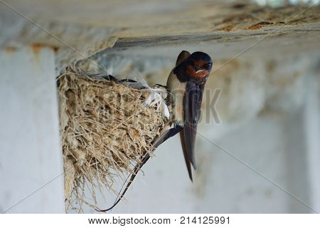 Nest of swallows.
The swallows and martins, or Hirundinidae, are a family of passerine birds found around the world on all continents except Antarctica.
