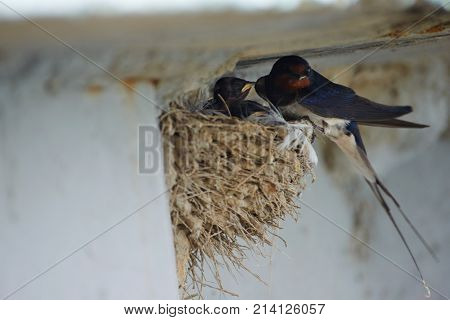 Nest of swallows.
The swallows and martins, or Hirundinidae, are a family of passerine birds found around the world on all continents except Antarctica.