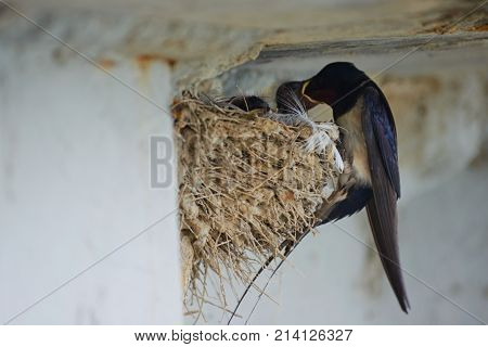 Nest of swallows.
The swallows and martins, or Hirundinidae, are a family of passerine birds found around the world on all continents except Antarctica.