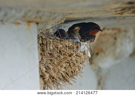 Nest of swallows.
The swallows and martins, or Hirundinidae, are a family of passerine birds found around the world on all continents except Antarctica.