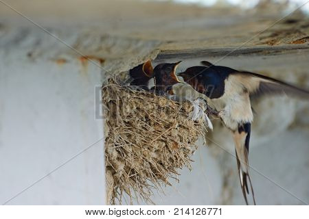 Nest of swallows.
The swallows and martins, or Hirundinidae, are a family of passerine birds found around the world on all continents except Antarctica.