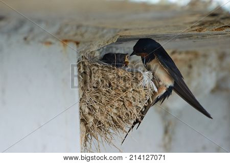 Nest of swallows.
The swallows and martins, or Hirundinidae, are a family of passerine birds found around the world on all continents except Antarctica.