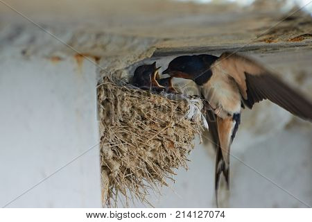 Nest of swallows.
The swallows and martins, or Hirundinidae, are a family of passerine birds found around the world on all continents except Antarctica.