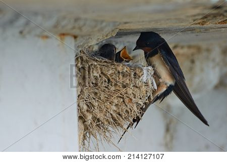 Nest of swallows.
The swallows and martins, or Hirundinidae, are a family of passerine birds found around the world on all continents except Antarctica.