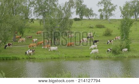 Landscape with a herd of cows in the on coast of the lake.