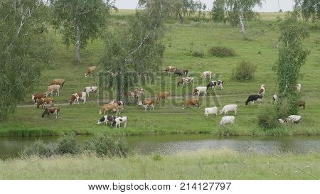 Landscape with a herd of cows in the on coast of the lake.
