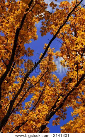 2 Foglie di autunno