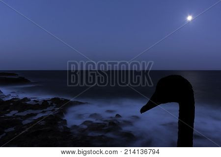 Silhouette of a swan with moon over the ocean - Los Cocoteros, Lanzarote, Canary Islands, Spain