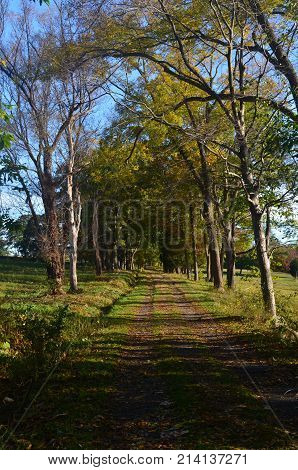 Captivating trail into the woods of worlds end with lush vegitation