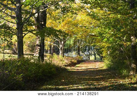 Breathtaking photo of a train surrounded by fall colored trees