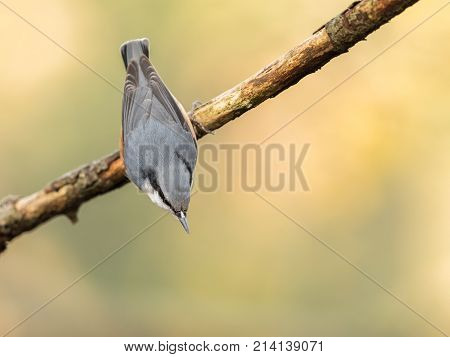 Eurasian Nuthatch, Sitta Europaea, Hanging Upside Down From A Dead Branch, Soft Golden Background