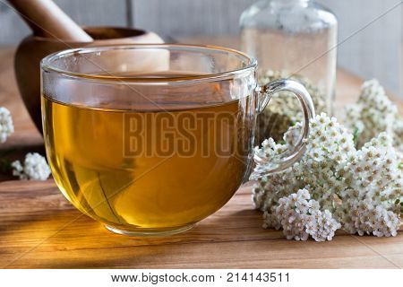 A Cup Of Yarrow Tea With Yarrow Flowers In The Background